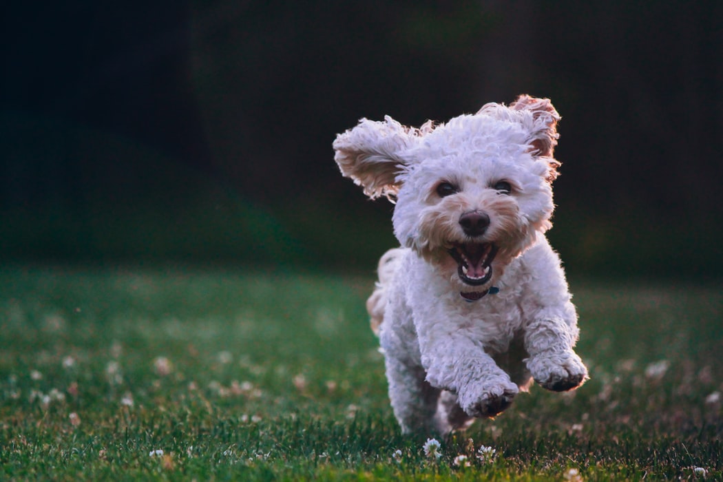 Happy pup jump