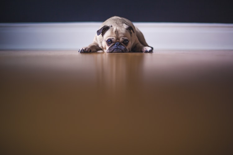 Sad pug lying alone on the floor