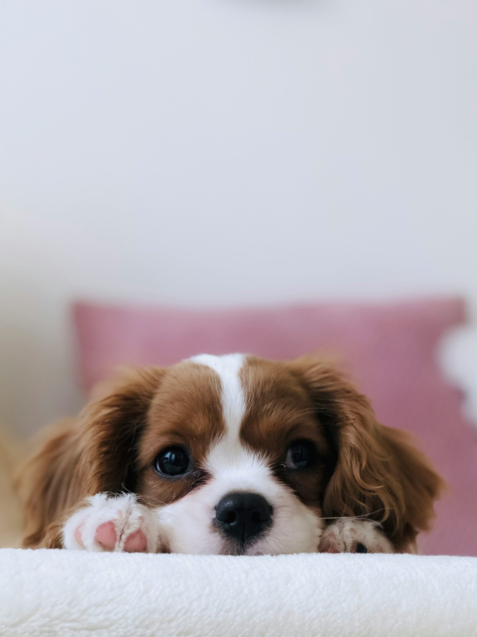 Happy dog enjoying time outdoors